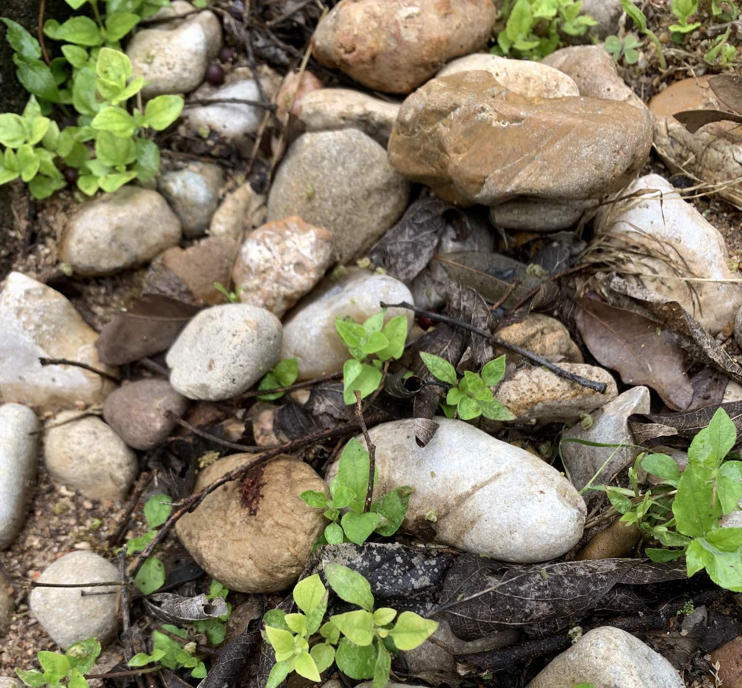 life finds a way