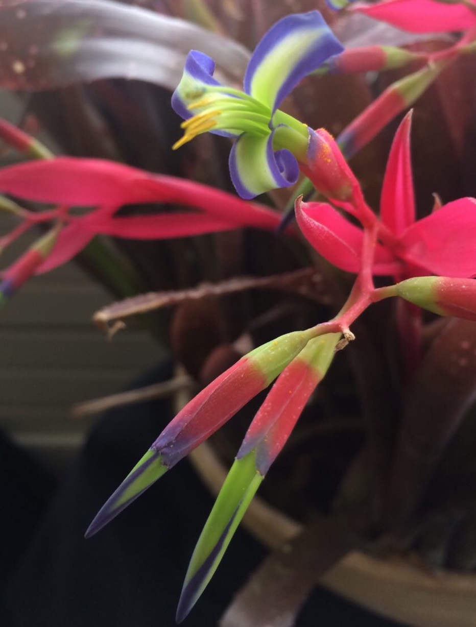 orchid